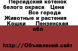 Персидский котенок белого окраса › Цена ­ 35 000 - Все города Животные и растения » Кошки   . Пензенская обл.